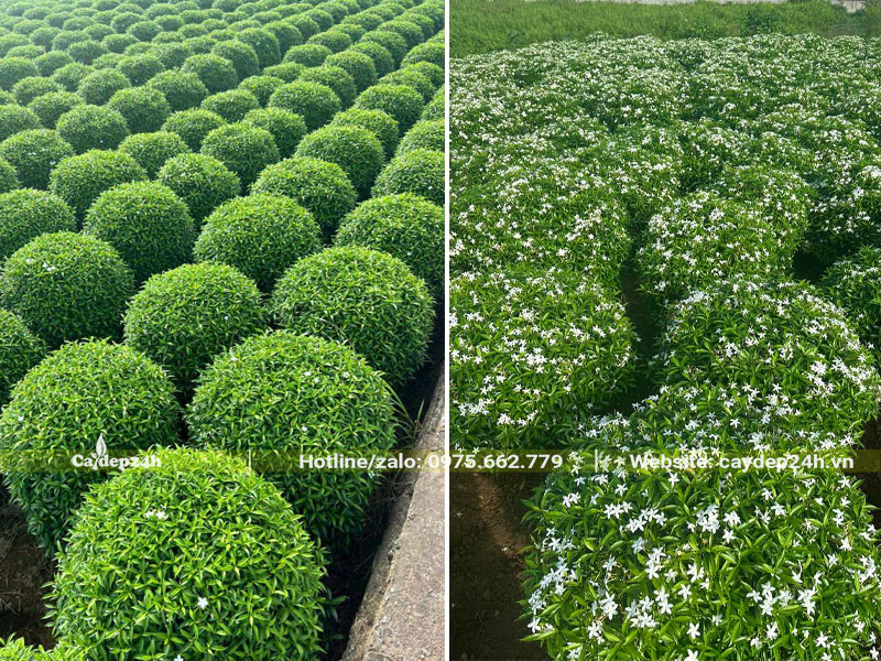 Vườn Mai Vạn Phúc lớn, chiều cao 80 - 100cm