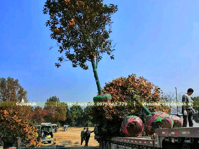 Bán và thi công trồng cây hoa Sen Đất cổ thụ tại Hà Nội