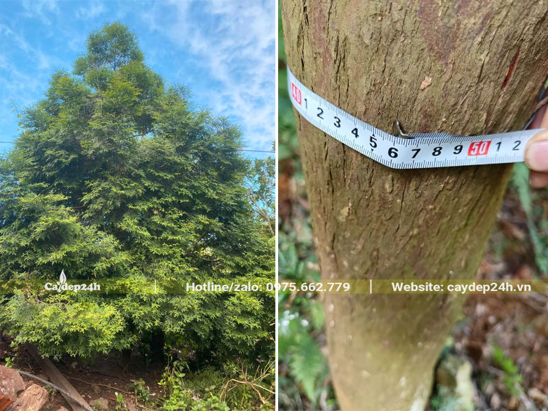 Đo kích thước vanh thân của cây Bách Xanh lâu năm