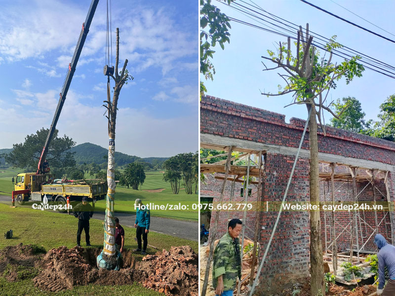 Thi công trồng Sò Đo Cam cổ thụ tại công trình