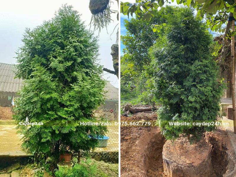 Bách Xanh cao hơn 2m, mới bứng bầu đất