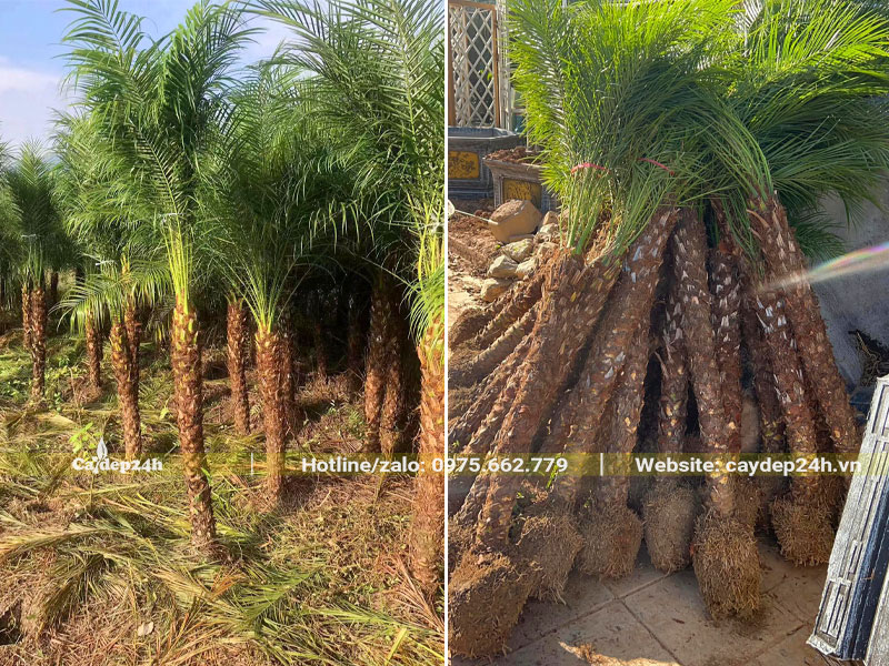 Bứng cây Cau Nga Mi cảnh lóng cao 1,5m