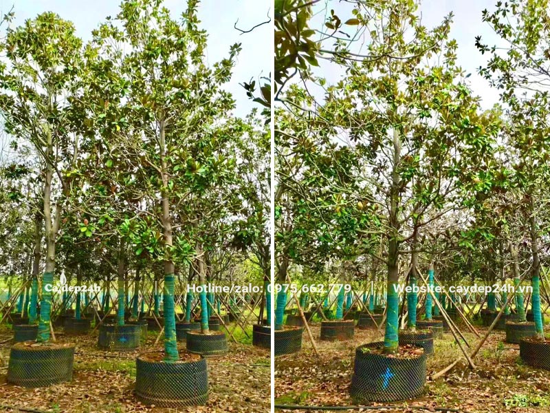 Vườn dưỡng hàng trăm cây Sen Đất đường kính gốc 10 - 15cm