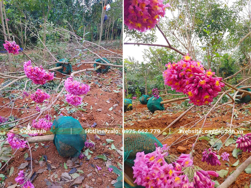 Cây Phong Linh tím đánh thẳng, đường kính gốc 5 - 7cm