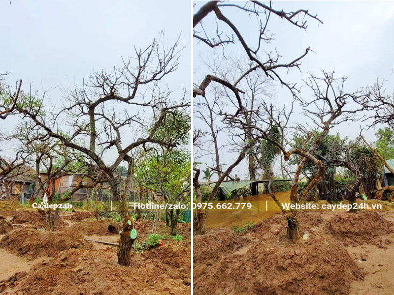Vườn dâm ủ những cây Mận cổ thụ đường kính từ 15 - 20cm