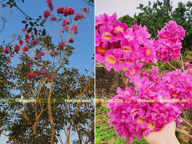 Những cây hoa Phong Linh cao lớn trồng công trình