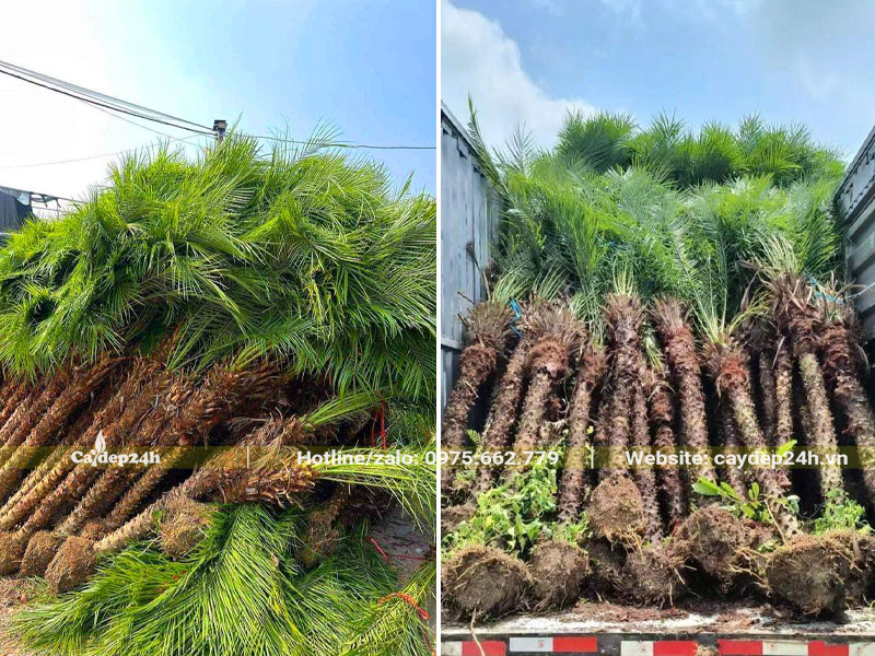 Hàng chục cây Cau Nga Mi lóng cao 2m đang xếp lên xe tải