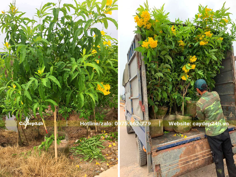Vận chuyển hàng chục cây Huỳnh Liên hoa vàng thuần bầi cao hơn 1m giao cho khách