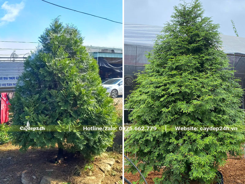 Hai cây Bách Xanh  dáng đẹp, chưa cắt tỉa, tán hình tháp đẹp