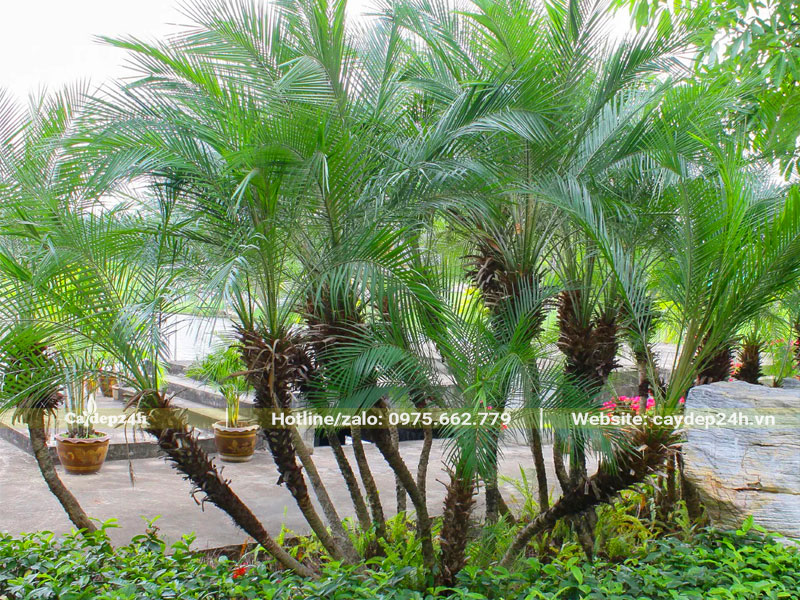 Khóm cây Cau Nga Mi trồng lâu năm ở công viên