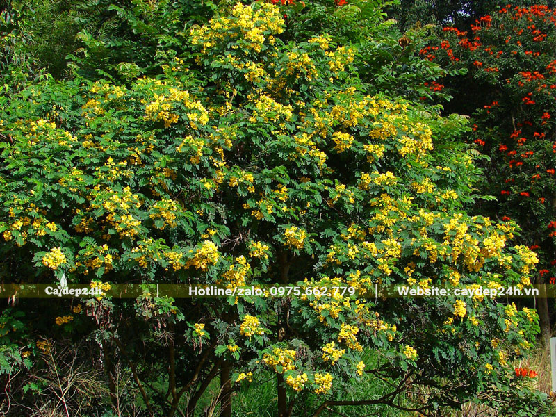 Cây Điệp Vàng lâu năm đang nở hơ rực rỡ
