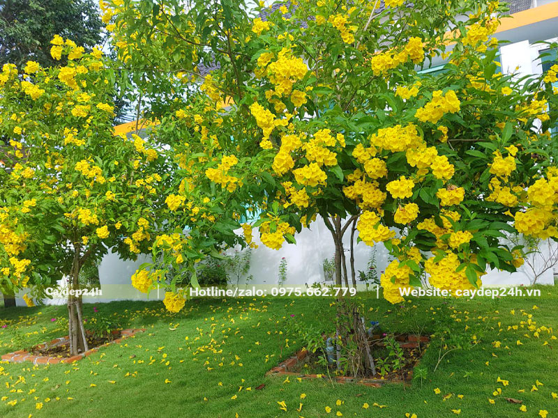 Cây Huỳnh Liên trồng tiểu cảnh sân vườn biệt thự