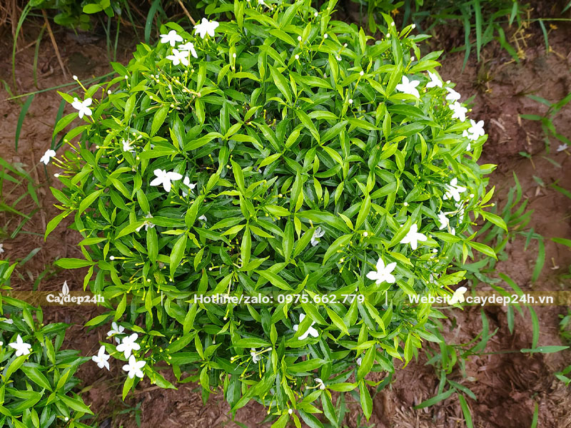 Hình ảnh cây Mai Vạn Phúc cắt tỉa tán tròn gọn gàng