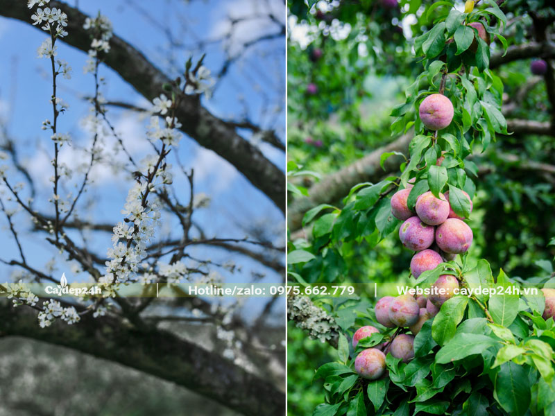 Hoa và chùm quả của cây Mận Sơn La