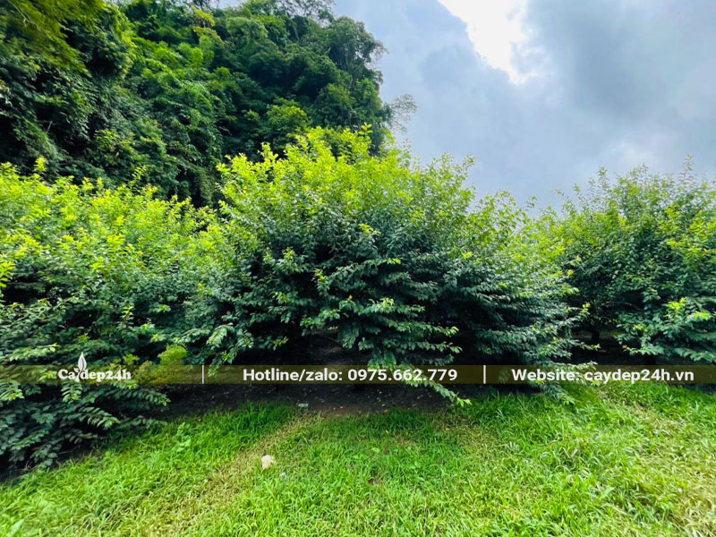 Vườn thâm canh cây Mận tại một tỉnh miền núi phía Bắc