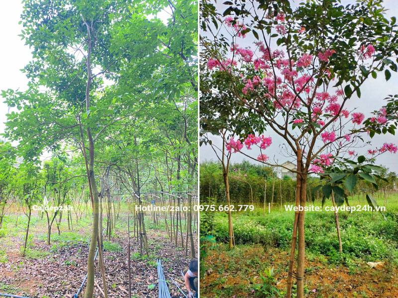 Vườn cây Phong Linh tím đường kính gốc từ 5 - 8cm