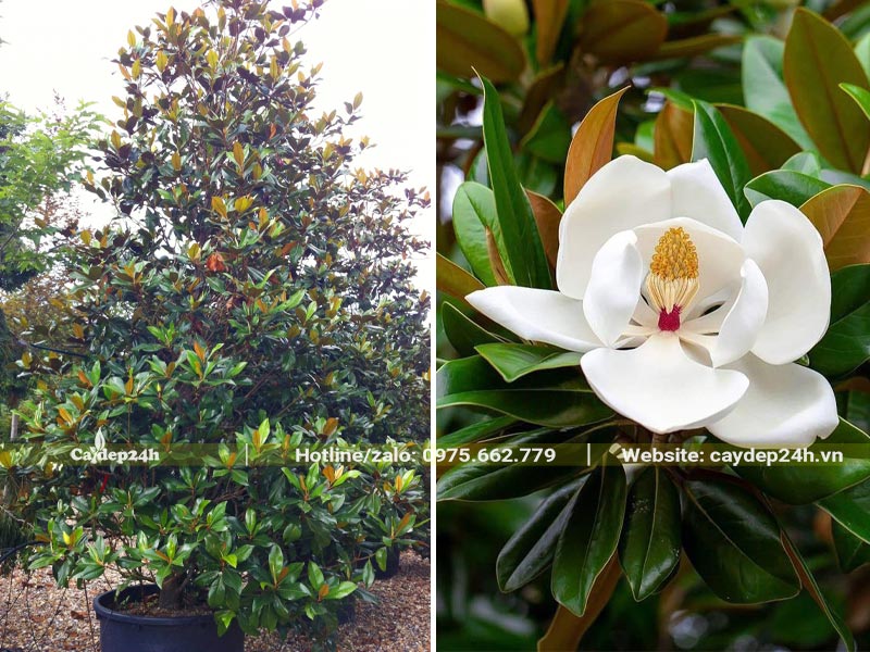 Cây hoa Sen Đất hoa nở trắng tinh