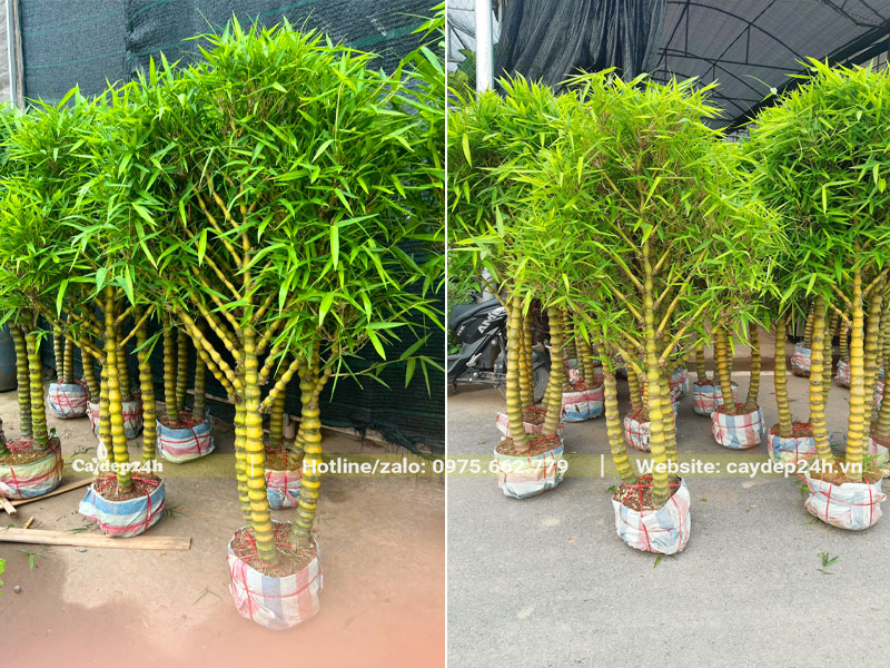 Những cây Trúc Quan Âm 3 thân, cao 1m5