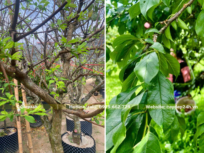 Những cây Mận Hà Nội dâm ủ kỹ, cánh nhánh đang ra lộc lon
