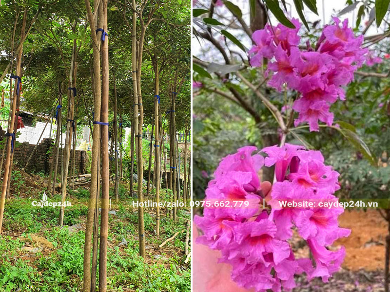 Vườn nuôi trồng cây Phong Linh tím cao 4m, đã ra hoa ổn định