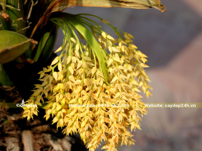 Chùm hoa của cây Cau Nga Mi có màu vàng