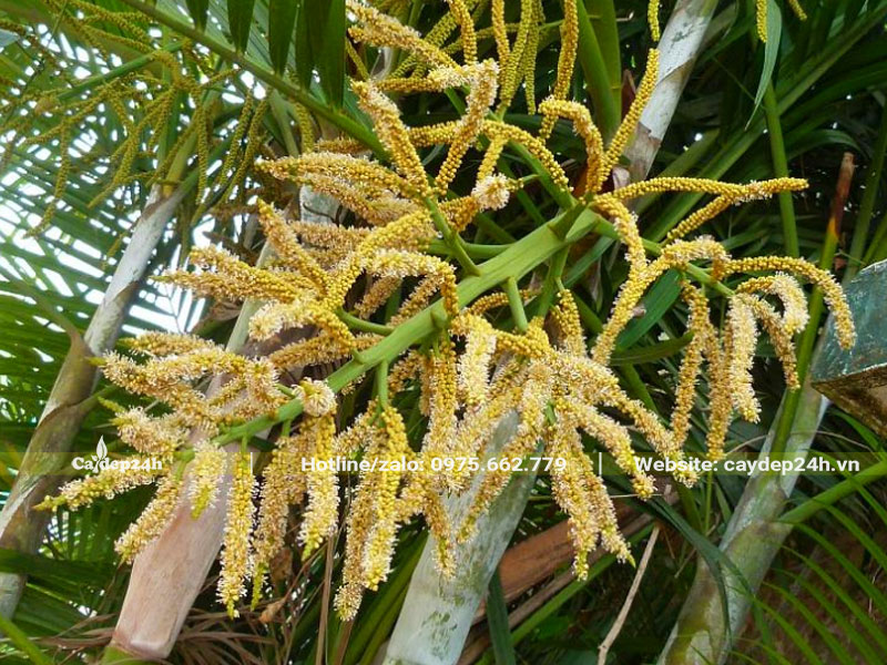 Chùm hoa Cau Vàng đang bung nở, tỏa hương thơm
