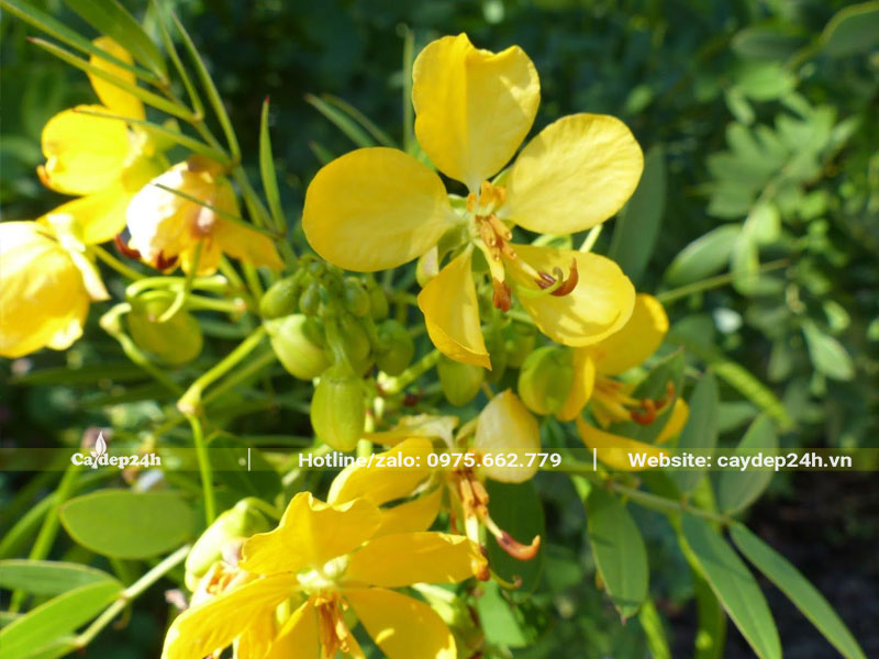 Chùm hoa Điệp Vàng đang khoe sắc