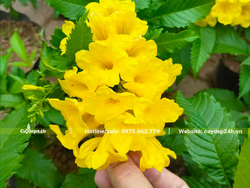 Chùm hoa của cây Huỳnh Liên