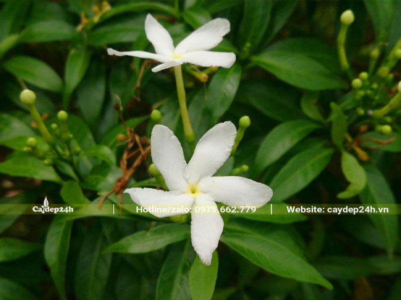 Bông hoa trắng nhỏ xinh 5 cánh xếp vặn xinh đẹp