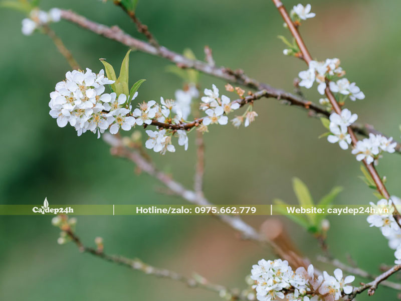 Cành hoa Mận Bắc nở rộ