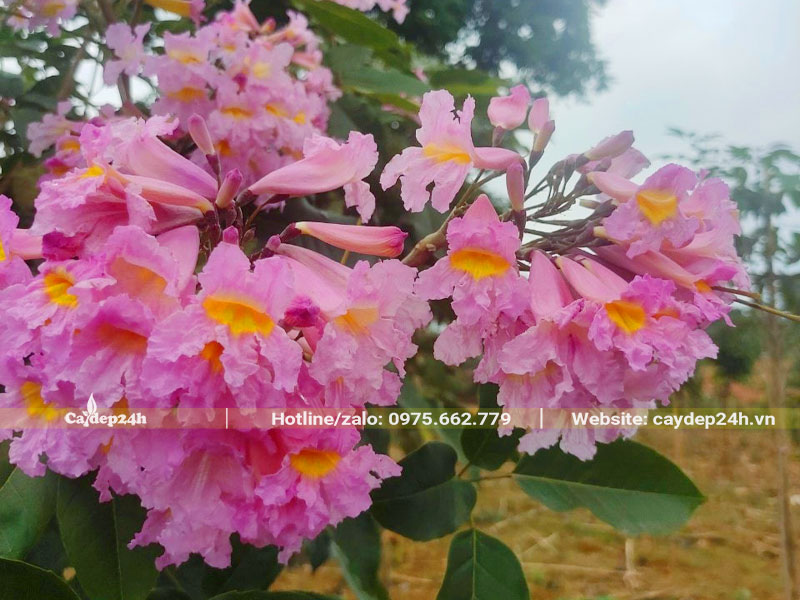 Chùm hoa cây Phong Linh tím