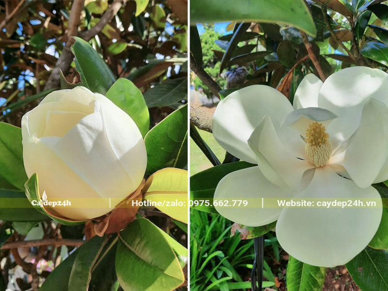 Hoa Sen Đất đang bung nở