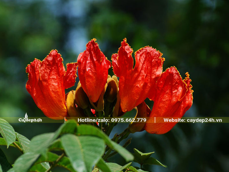 Chùm hoa Sò Đo Cam mọc ở đầu cành, màu đỏ cam rực rỡ