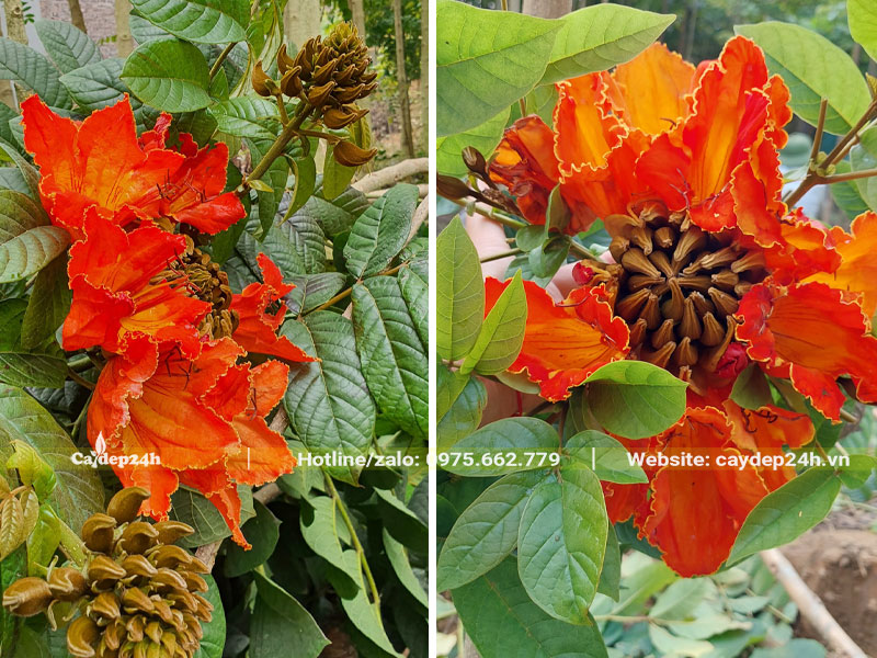 Những chùm hoa Sò Đo Cam xinh đẹp, rực rỡ