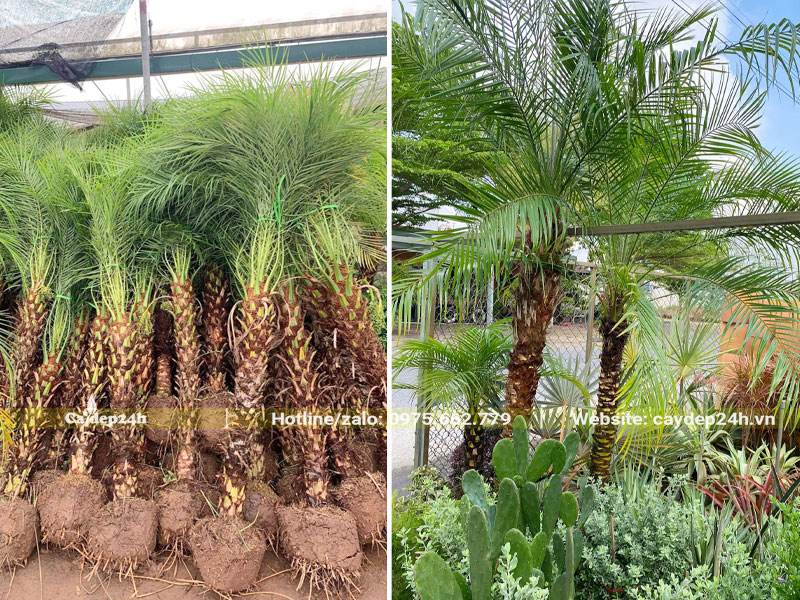 Trồng cây Cau Nga Mi làm cảnh trong vườn trước nhà