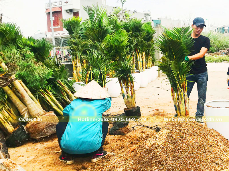 Trộn hỗn hợp đất để trồng cây Cau Vàng trong chậu