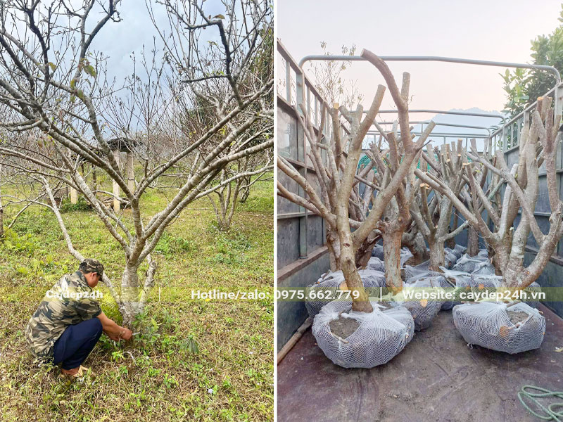 Bứng bầu cây Mận đường kính gốc 15cm, cưa hết tay cành nhỏ