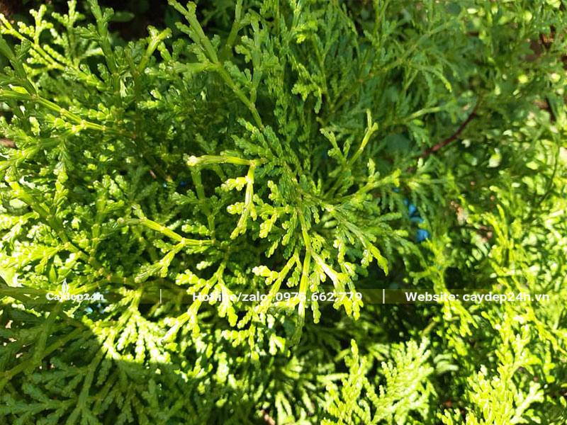 Nhìn những chiếc lá vươn cành nhánh khá thú vị