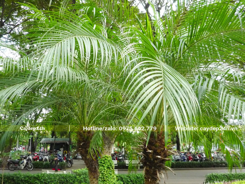 Tán lá của cây Cau Nga Mi