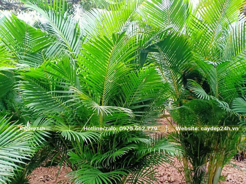 Những chiếc lá kép lông chim dài và xanh mướt