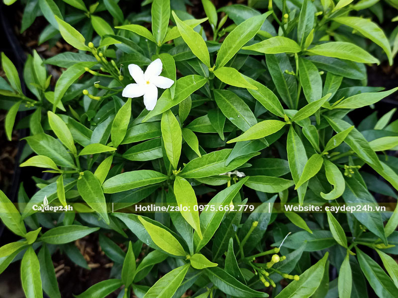 Tán lá của cây Mai Vạn Phúc