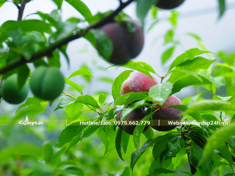 Lá kích thước nhỏ, hình bầu dục nhọn về hai đầu