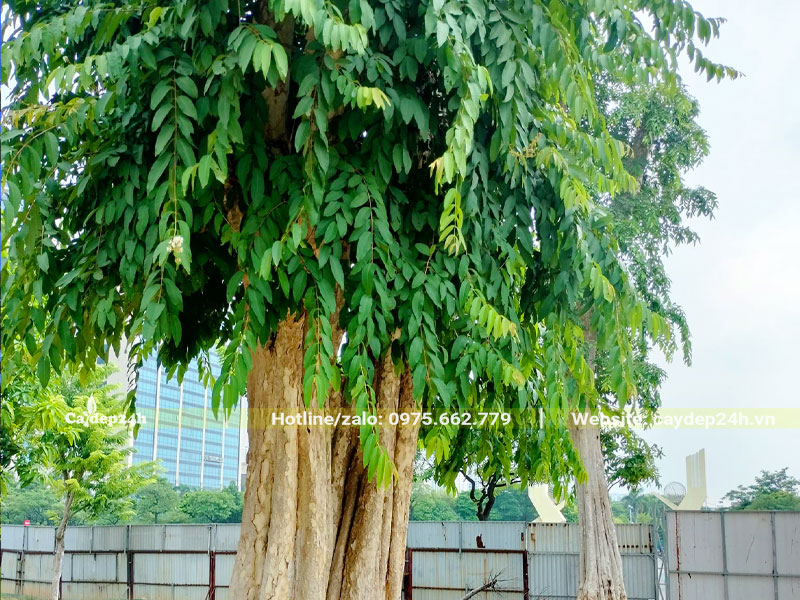 Cây Săng lẻ cổ thụ có tán lá sum suê