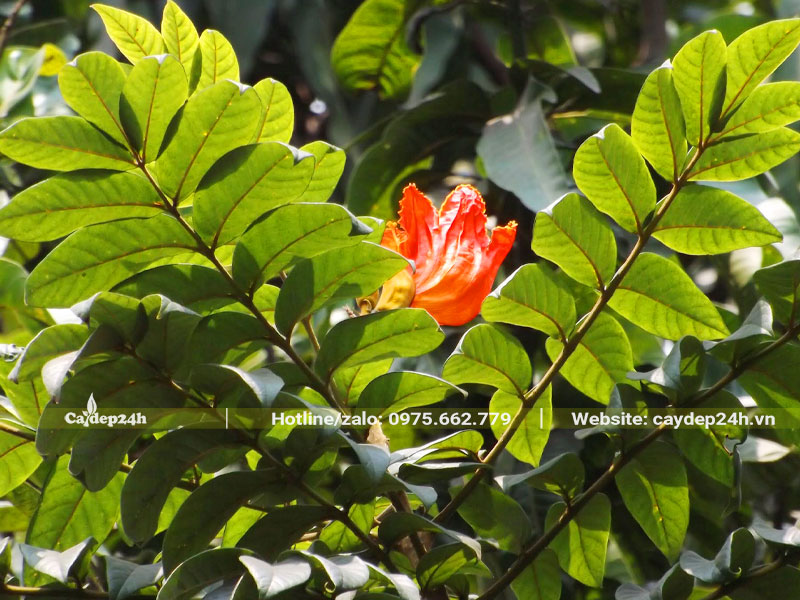 Lá Sò Đo Kem mọc dạng kép lông chim 1 lần xếp đối xứng