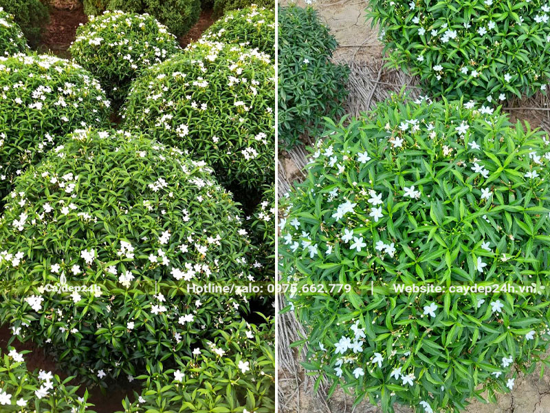 Vườn Mai Vạn Phúc đang nở hoa, đường kính tán khoảng 60cm