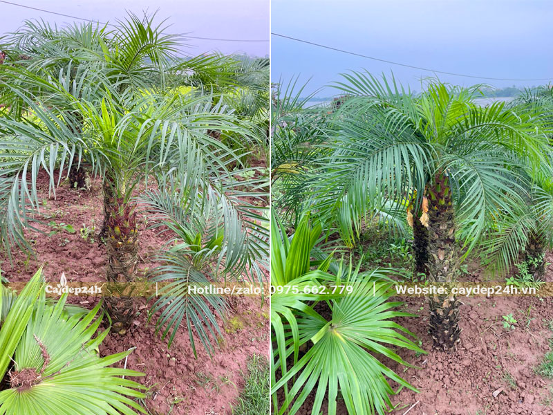 Vườn trồng cây Chà Là Cảnh lóng cao 1m