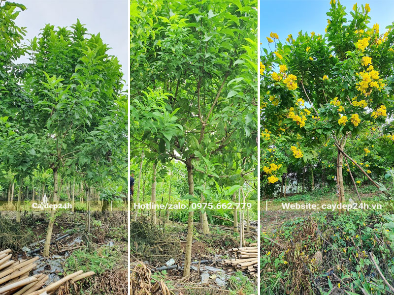 Vườn trồng số lượng lớn cây hoa Huỳnh Liên vàng trưởng thành