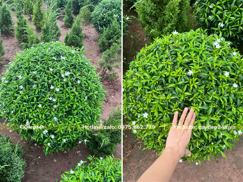 Vườn nuôi trồng cây hoa Mai Vạn Phúc trưởng thành, đường kính tán 50cm