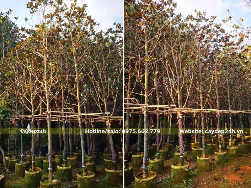 Dâm ủ số lượng lớn cây Sen Đất vanh 20, đường kính gốc khoảng 5 - 8cm