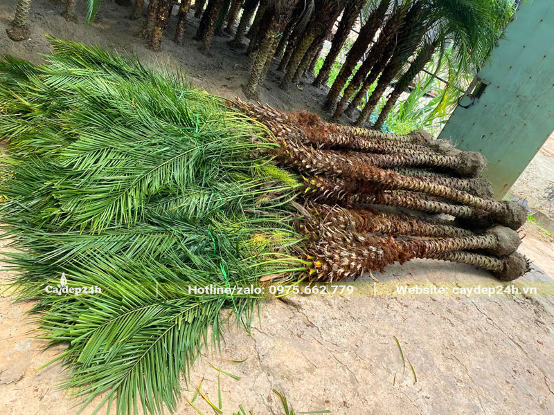 Hàng chục cây Cau Nga Mi Chà Là lóng cao 2 - 2.5m được xếp riêng để giao khách